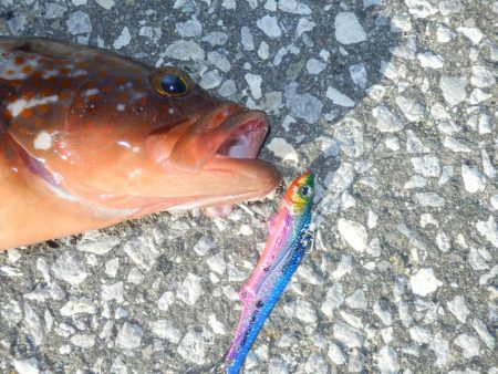 南大阪‼あこう（33）&#x…